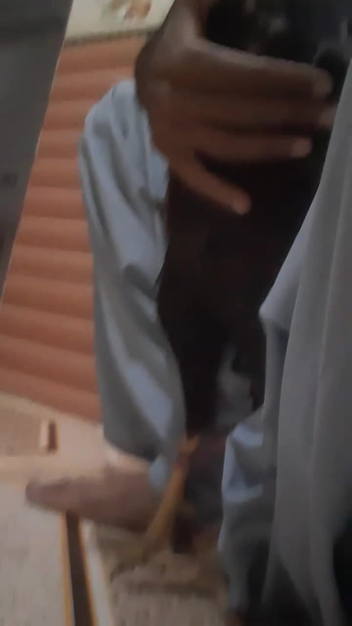 خروس لاری قدبلندوهیکلی|حیوانات مزرعه|ایرانشهر, |دیوار