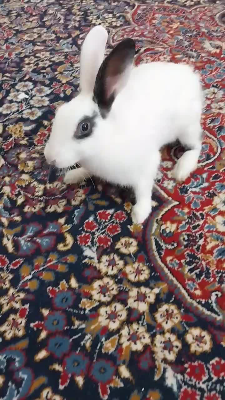 خرگوش بازی گوش|موش و خرگوش|کرمان, |دیوار