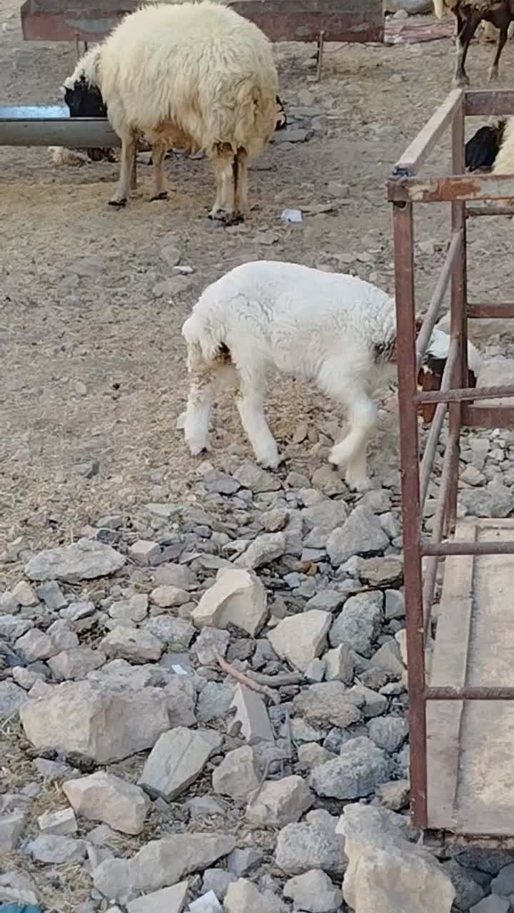 میش داشتی|حیوانات مزرعه|آبدانان, |دیوار