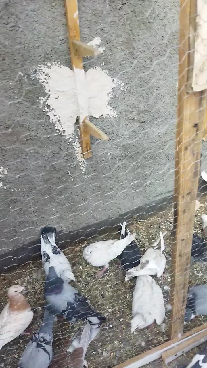 راعبی‌ساده‌کاکلی‌‌پشت‌گراف‌وچندتا‌صید|پرنده|مشهد, شهید قربانی|دیوار