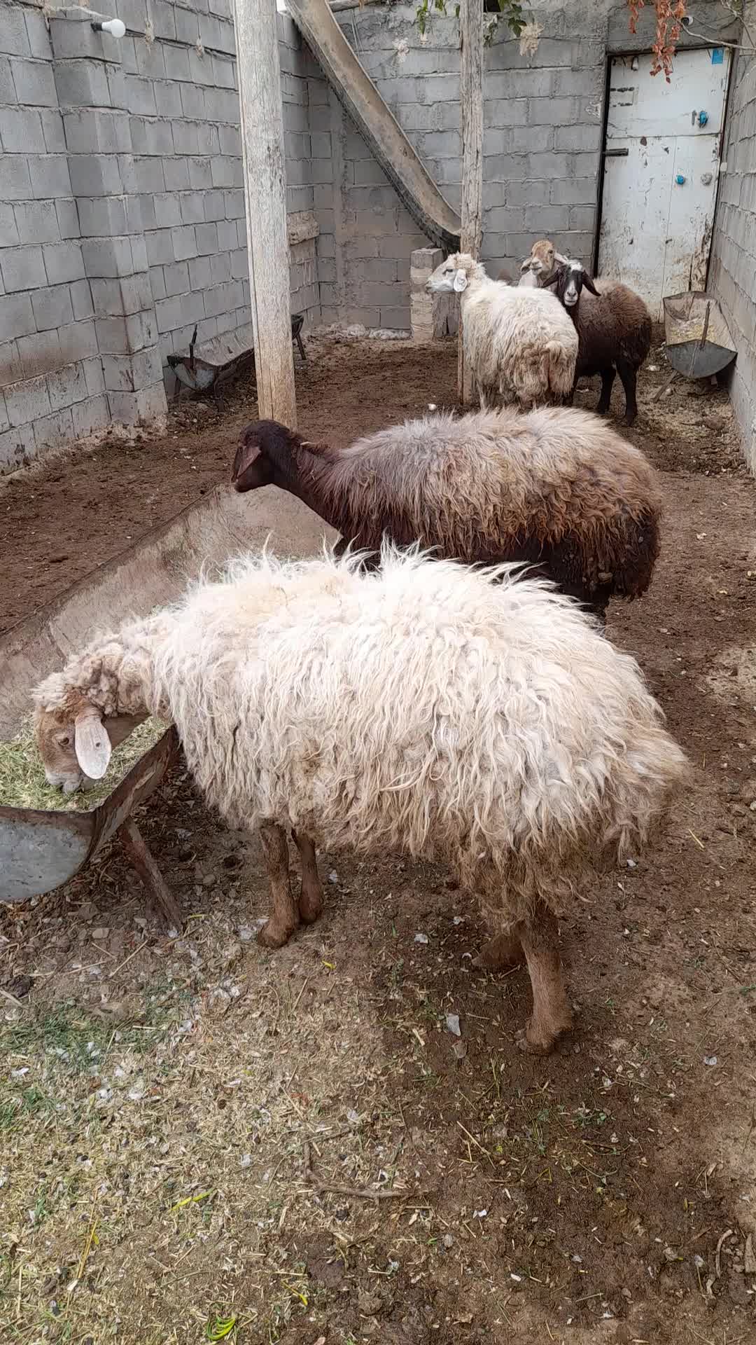 گوسفند آبستن سنگین|حیوانات مزرعه|آشخانه, |دیوار