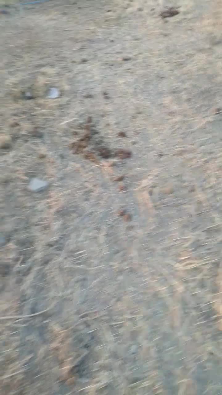 اسب ۴ساله نر|اسب و تجهیزات اسبسواری|ارومیه, |دیوار