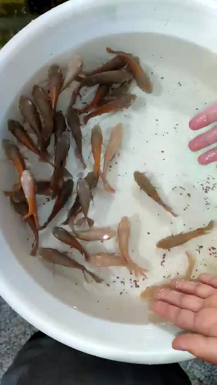 اسکار خوشرنگ|ماهی|مشهد, دوست آباد|دیوار