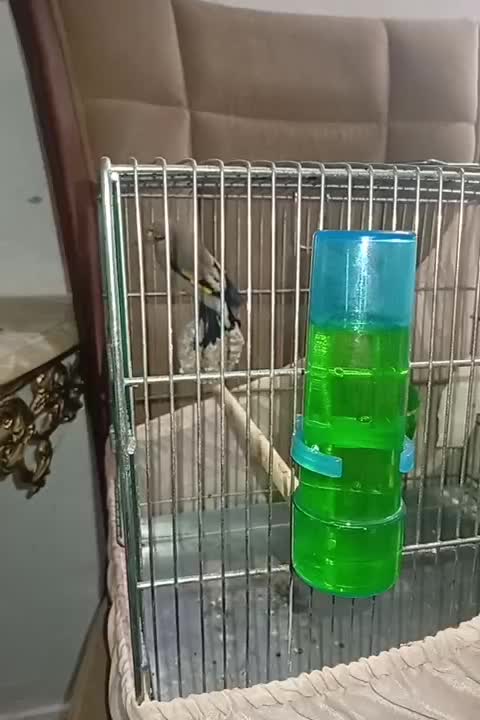 4عدد سهره نر بشرط (معاوظه با قناری)|پرنده|آستانه اشرفیه, |دیوار