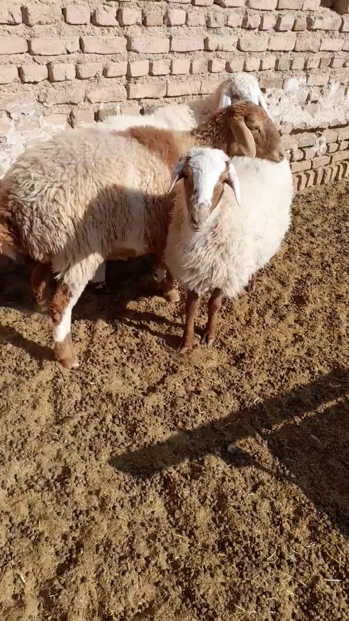 بره|حیوانات مزرعه|فردوس (خراسان), |دیوار