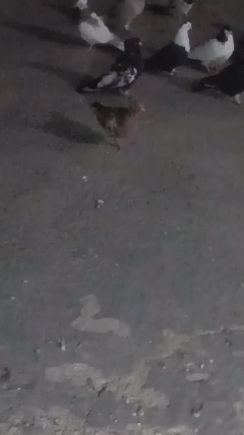 کبوتر پرشی|پرنده|تاکستان, |دیوار