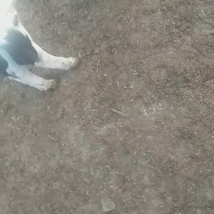 گوساله‌‌‌‌نر‌سیمنتال‌‌هولیشتاین‌‌هلندی‌‌محلی|حیوانات مزرعه|ماهدشت, |دیوار