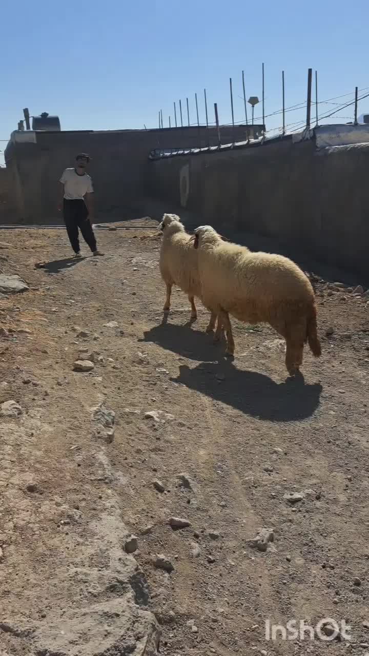 دوراس قوچ جوان شرطی|حیوانات مزرعه|هلیلان, |دیوار