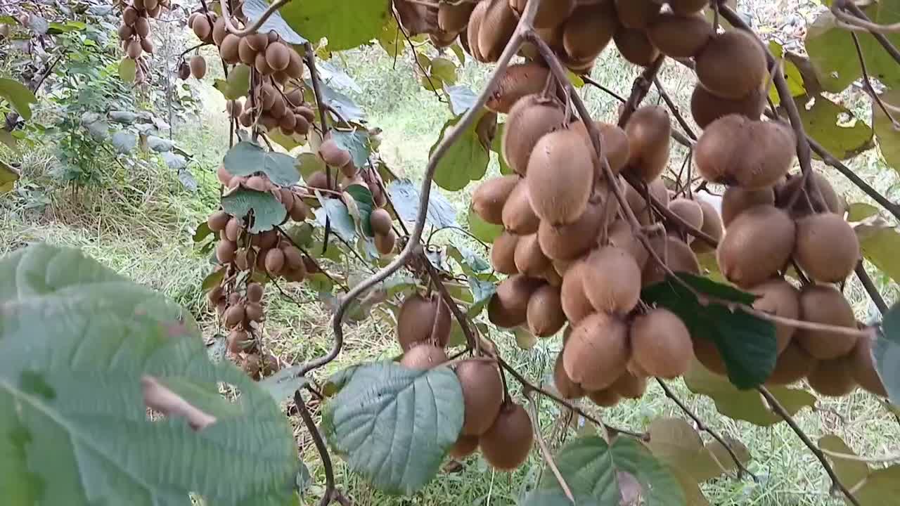 فروش کیوی|عمده‌فروشی|سنگر, |دیوار