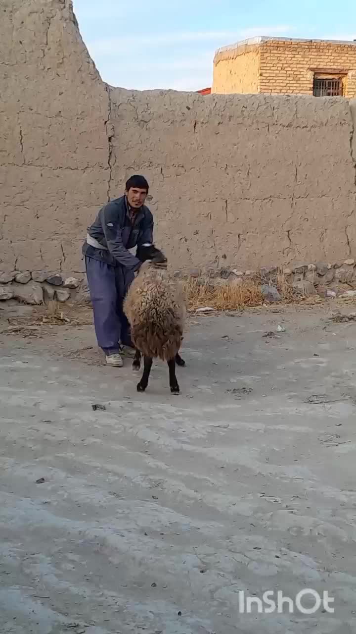 قوچ دو دندون هترو و همو اصل|حیوانات مزرعه|تاکستان, |دیوار