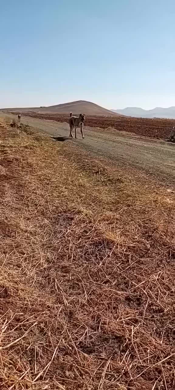 سگ گله|سگ|سردرود, |دیوار