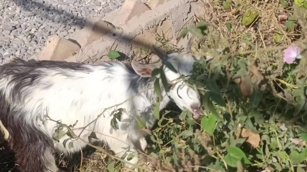 یک راس بزغاله شیرمست|حیوانات مزرعه|کرج, خرمدشت|دیوار