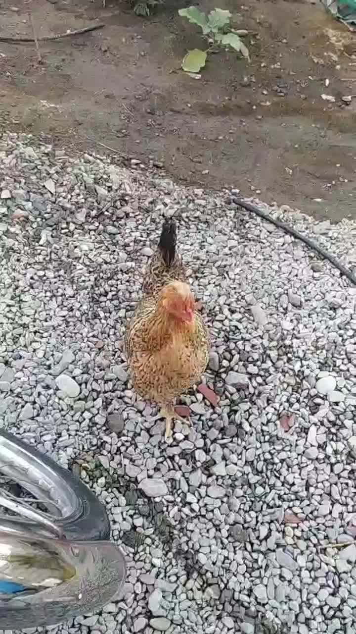 مرغ خروس عالی خروس|حیوانات مزرعه|چاه مرید, |دیوار