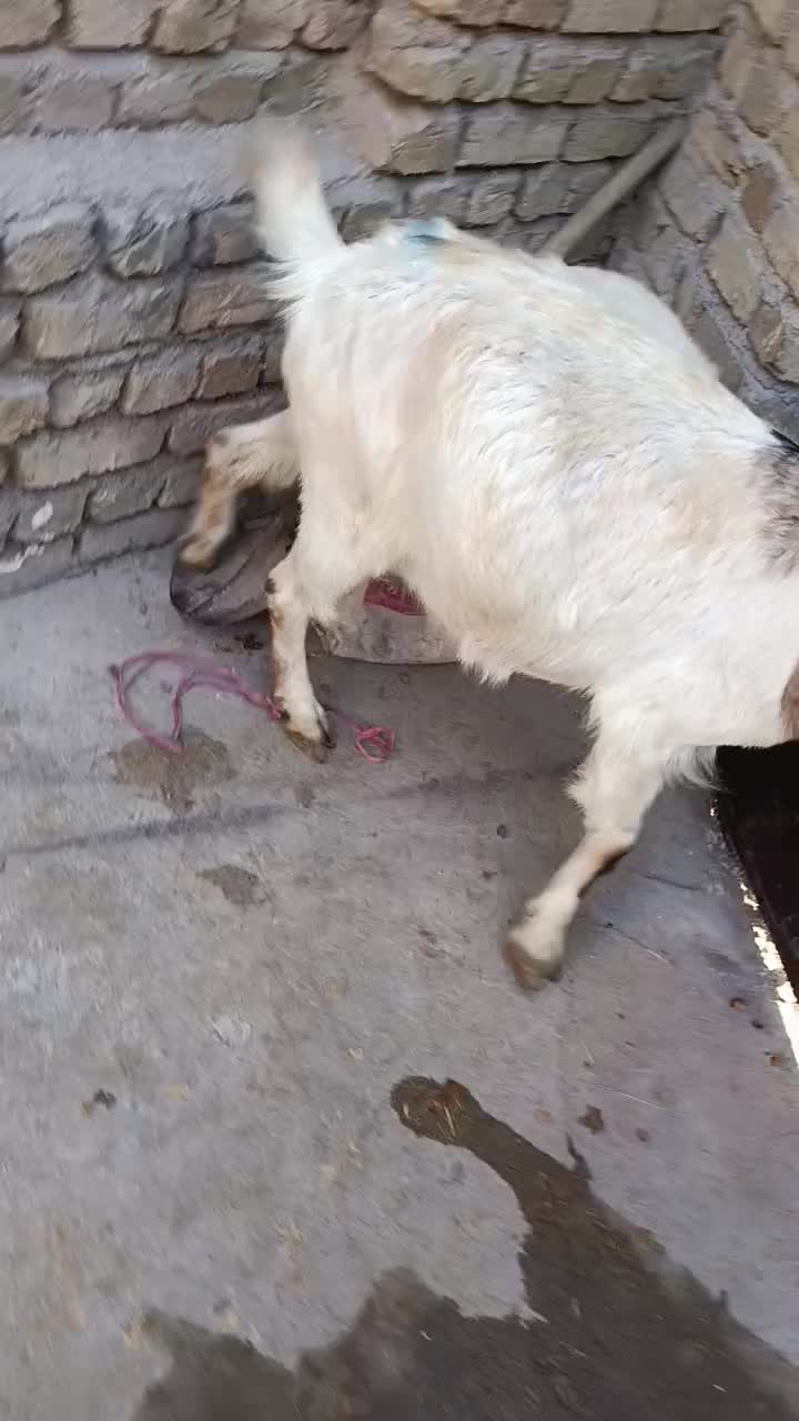 بز آبستن دوقلوزا جوان 55 kilo|حیوانات مزرعه|قزوین, |دیوار