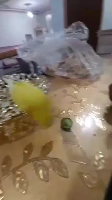 مرغ عشق گمشده|حیوانات|اهواز, منبع اب|دیوار