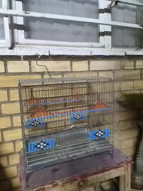 قفس پرنده 2 عدد|لوازم جانبی حیوانات|شیراز, تندگویان|دیوار