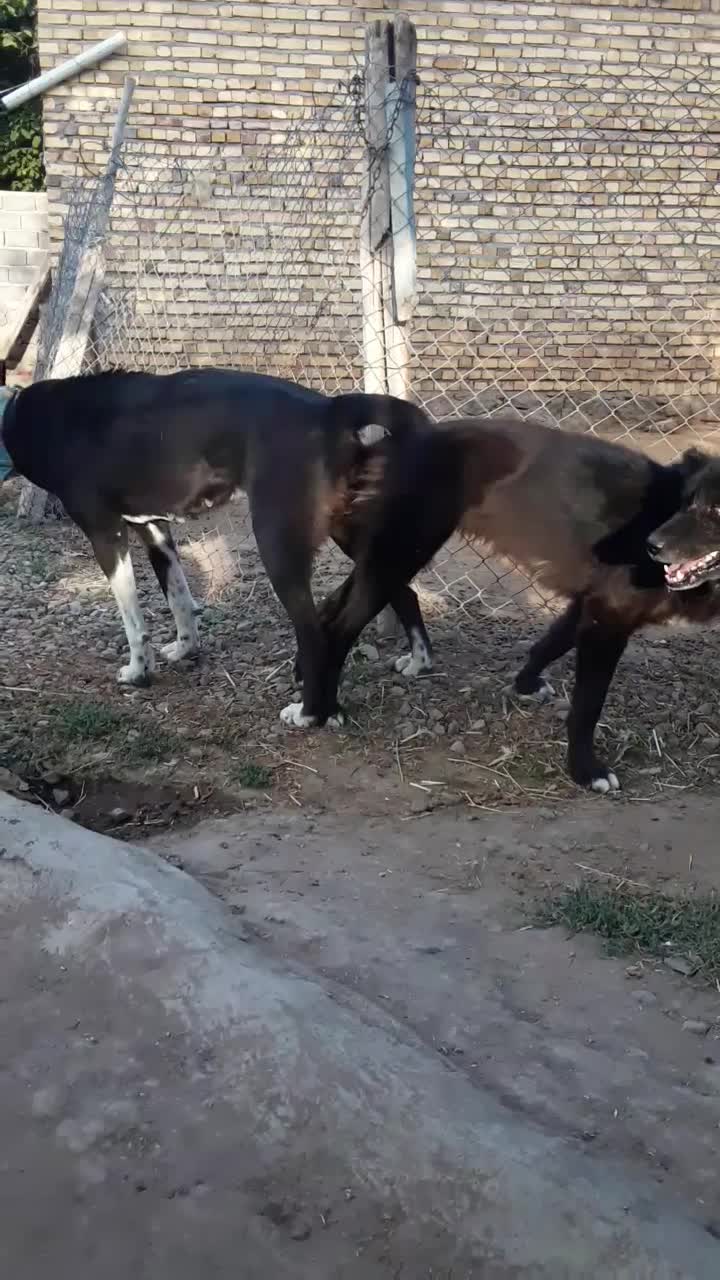 واگذاری|سگ|سراب, |دیوار