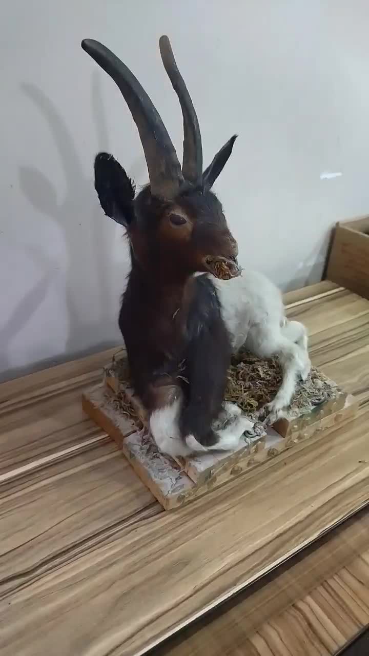 مجسمه تزئینی دکوری|مجسمه، تندیس، ماکت|اهواز, کمپلو جنوبی|دیوار