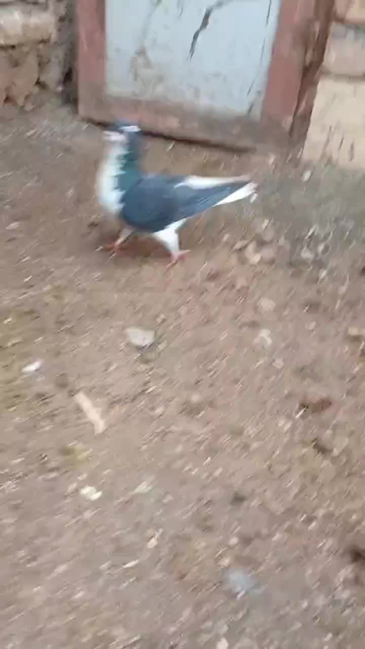 چپ‌سیاه‌قلدر|پرنده|خوشاب, |دیوار