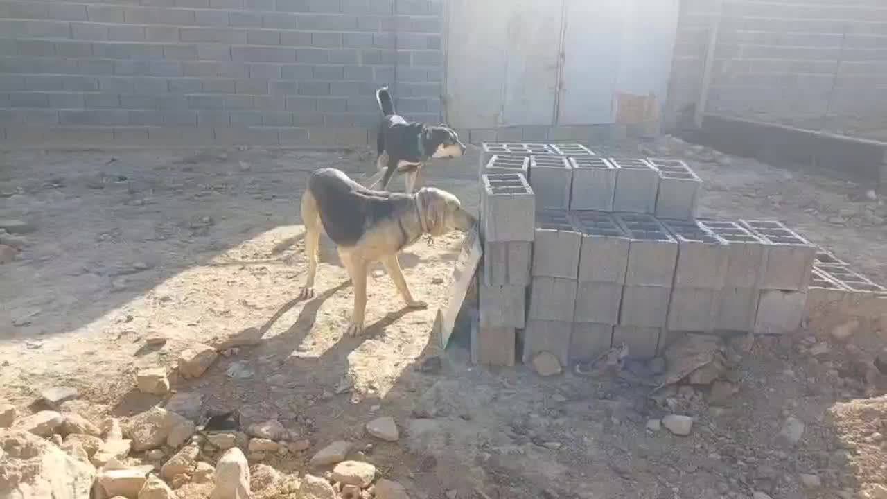 سگ پژدر|سگ|قوچان, |دیوار