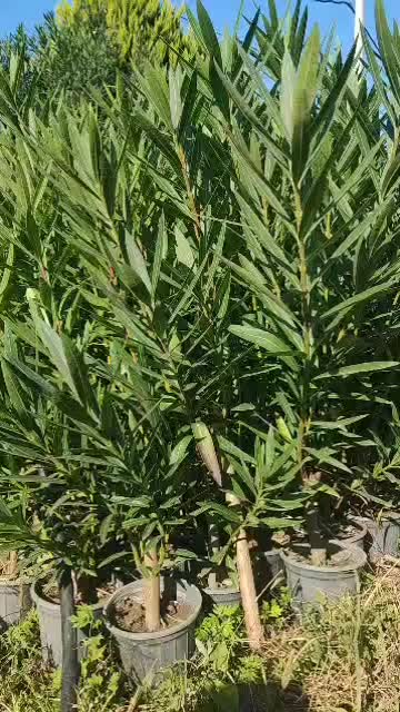 خرزهره ،میخک،مینیاتوری،شمشادطلایی،کاج|خدمات باغبانی و درختکاری|چابکسر, |دیوار