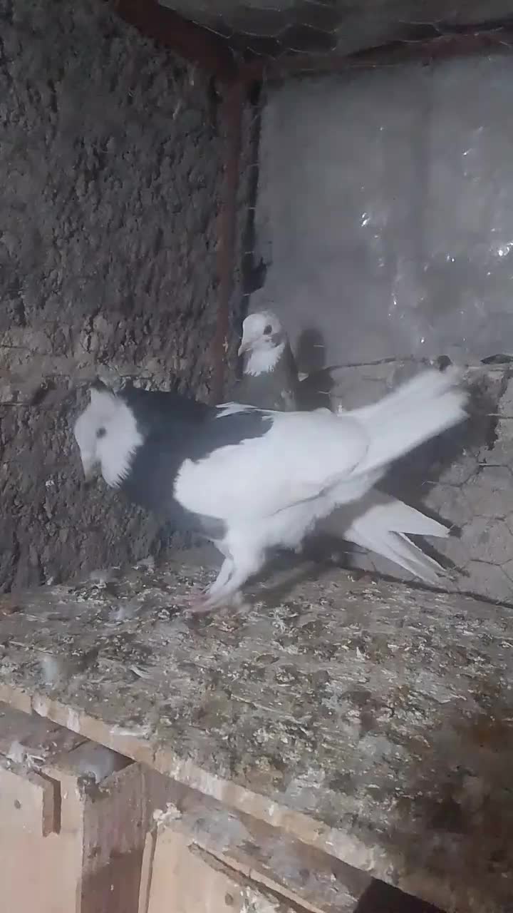 کفتر طوقی|پرنده|بم, |دیوار