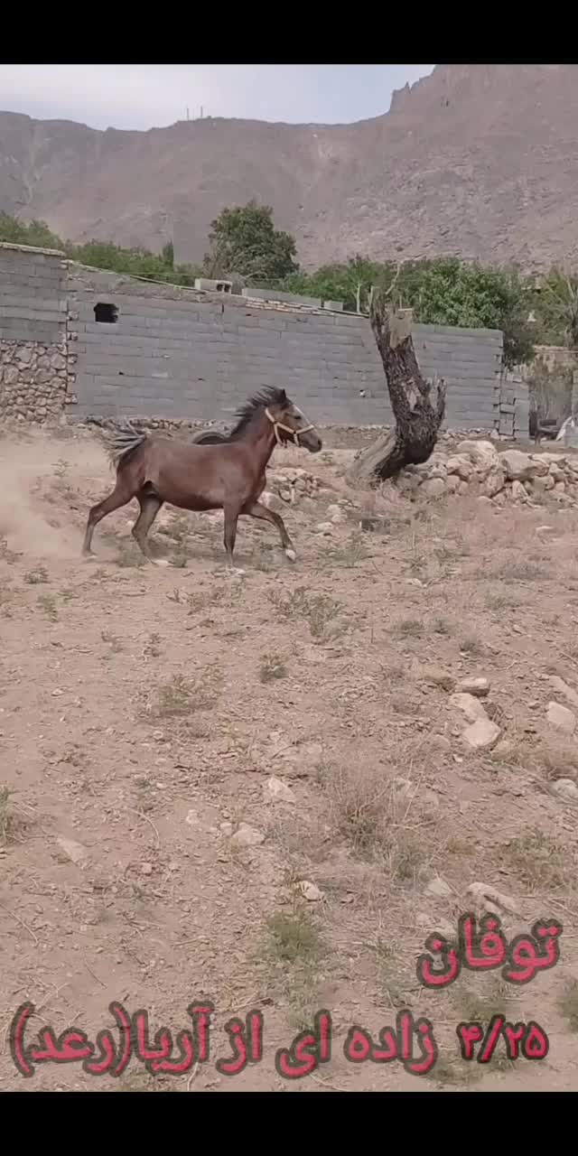 نریان خالص|اسب و تجهیزات اسبسواری|یزد, |دیوار