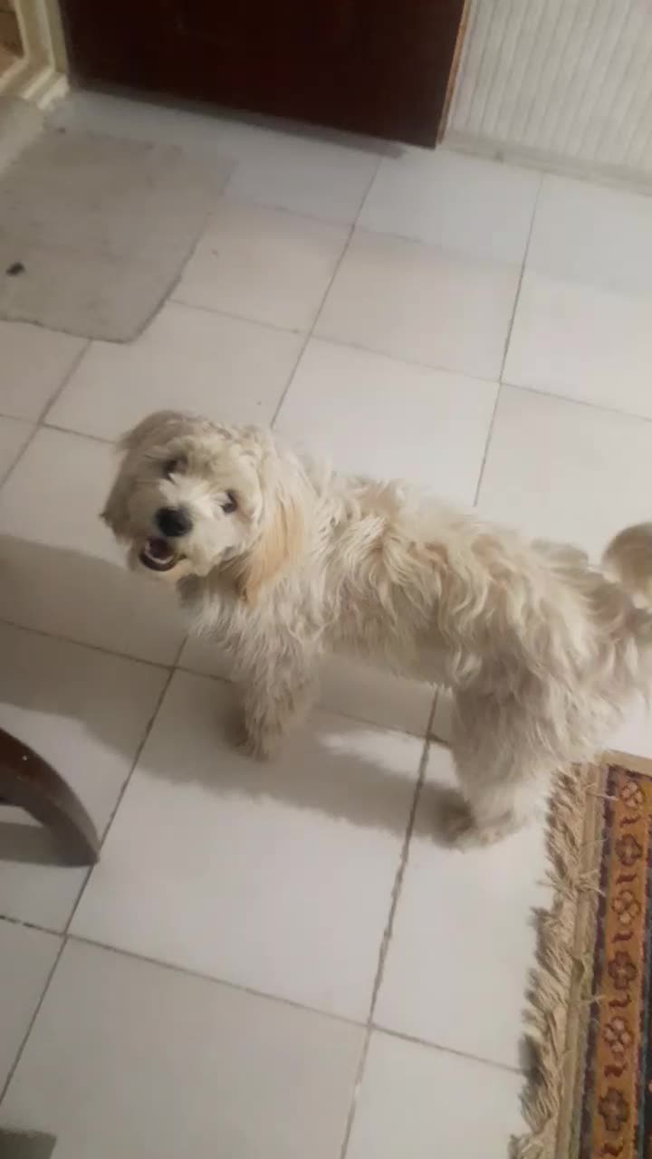 سگ‌ مالتیز  به علت مهاجرت فوری  ماده|سگ|پاکدشت, حصار امیر|دیوار