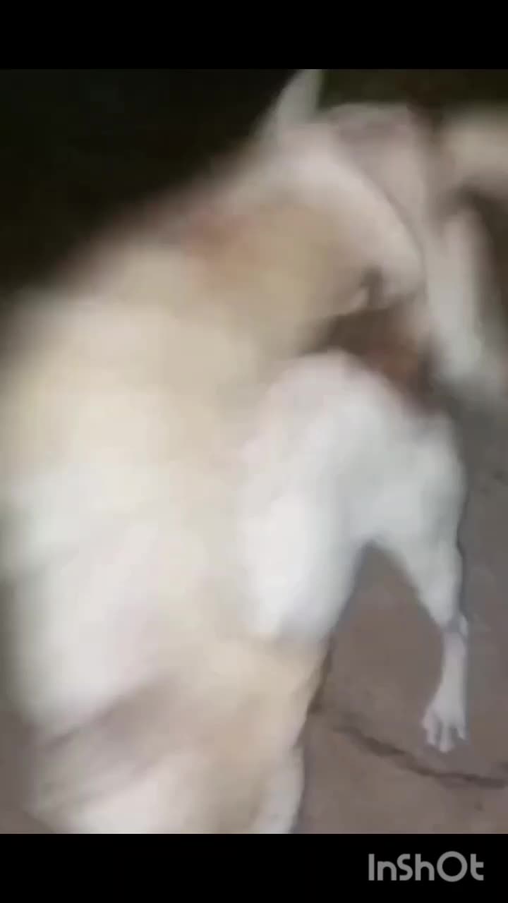 سرابی 1 ساله|سگ|سنندج, |دیوار