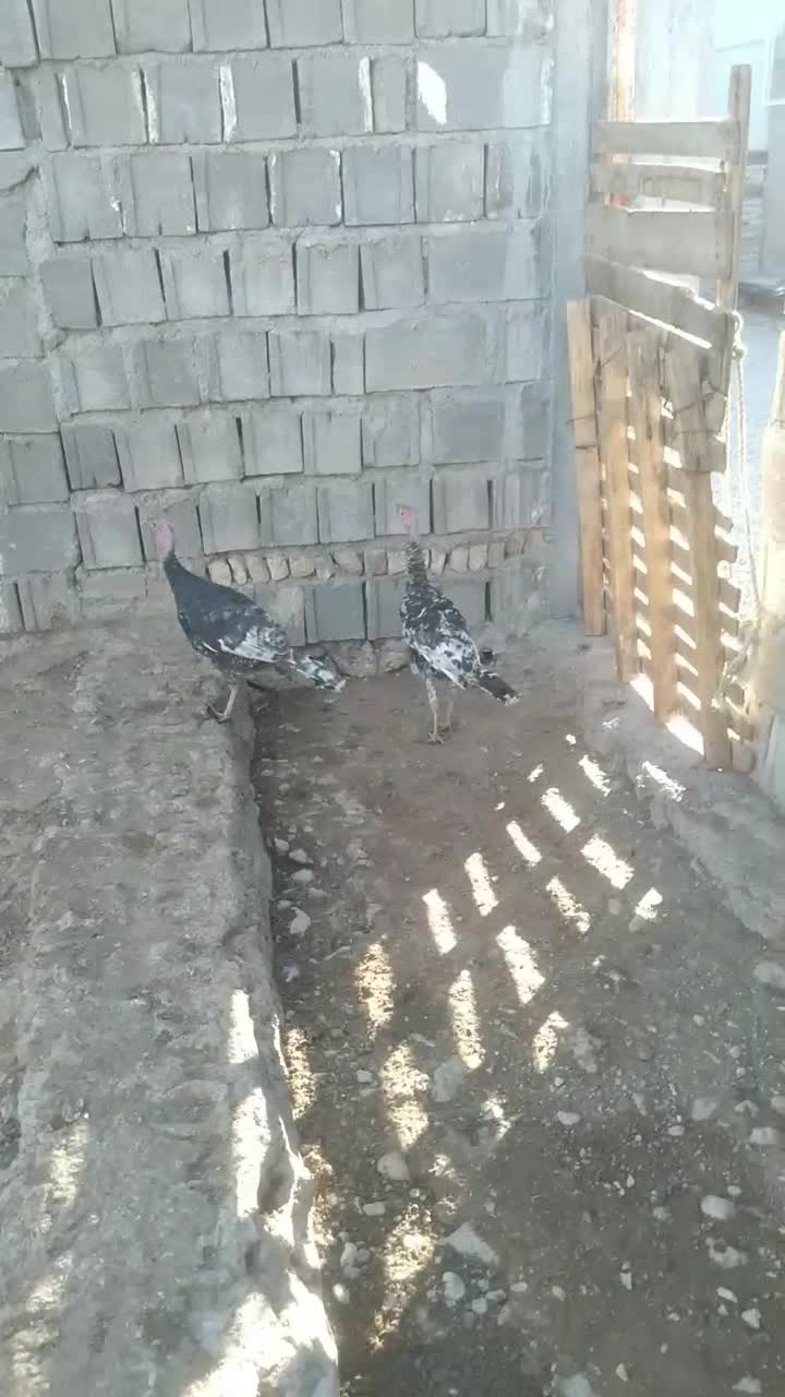 بوقلمون|حیوانات مزرعه|جویم, |دیوار