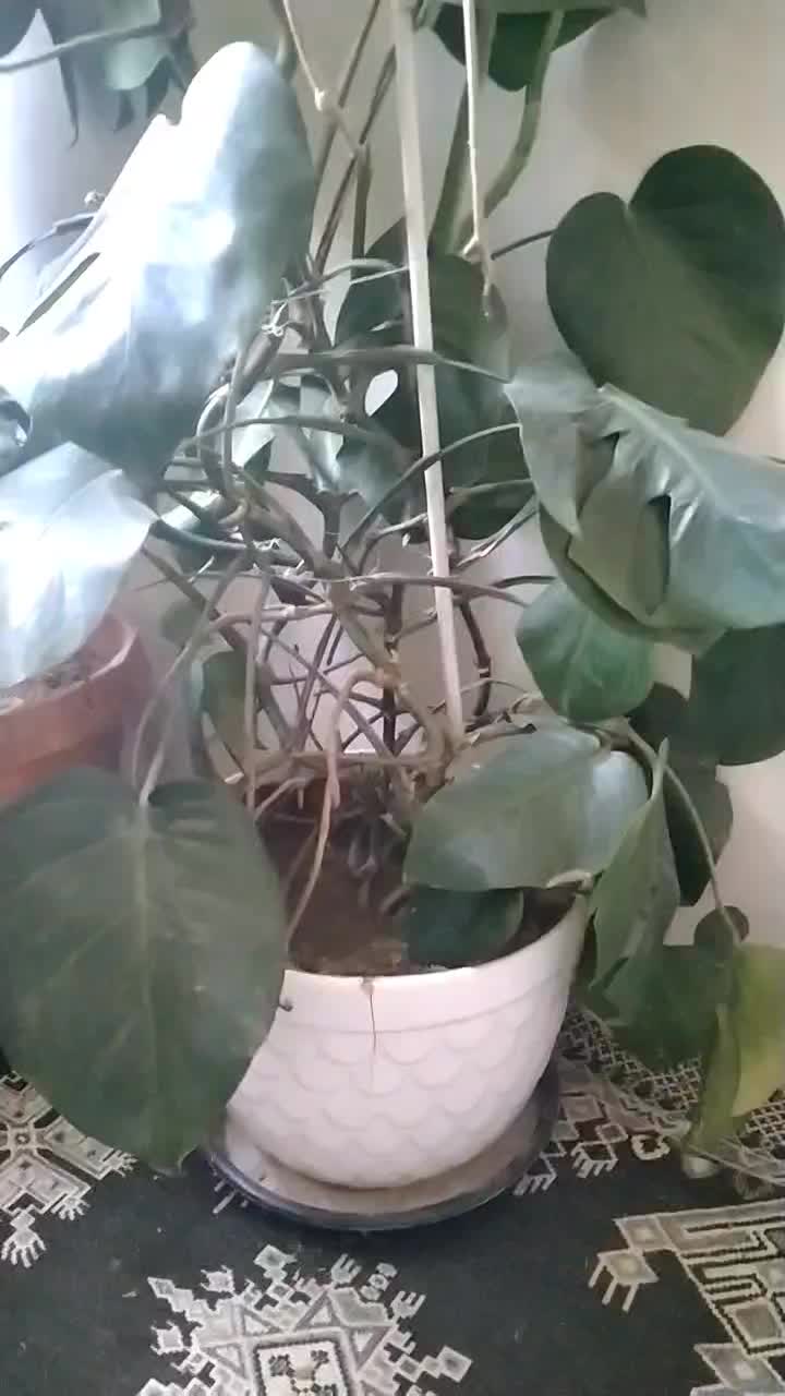 گل برگ انجیری،‌ فیکوس، بگونیا، کراسولا، قاشقی|گل و گیاه طبیعی|شیراز, حافظیه|دیوار