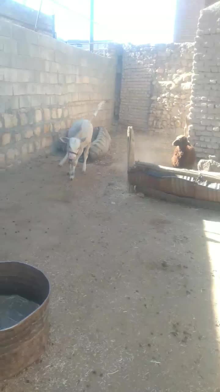 گاووگوساله|حیوانات مزرعه|کوهدشت, |دیوار