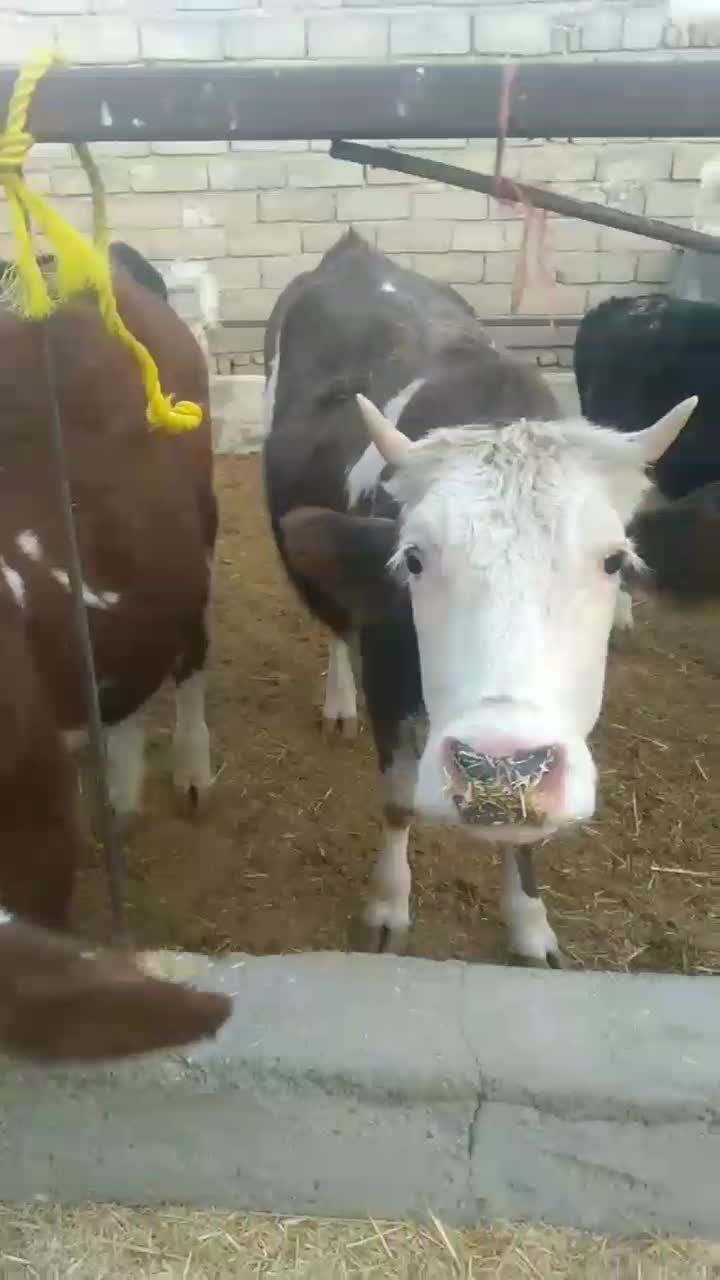 گاو آبستن سیمینتال وهلشتاین|حیوانات مزرعه|بیرانوند, |دیوار