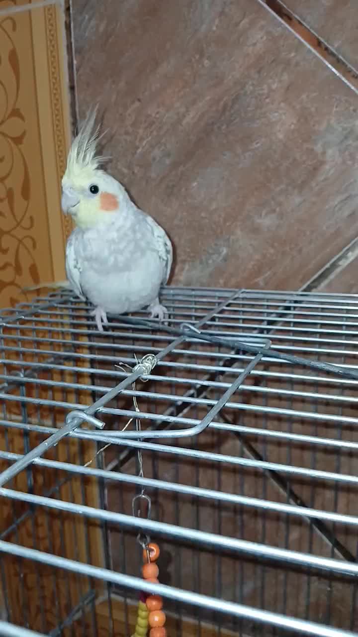 عروس هلندی بامزه|پرنده|دهدشت, |دیوار