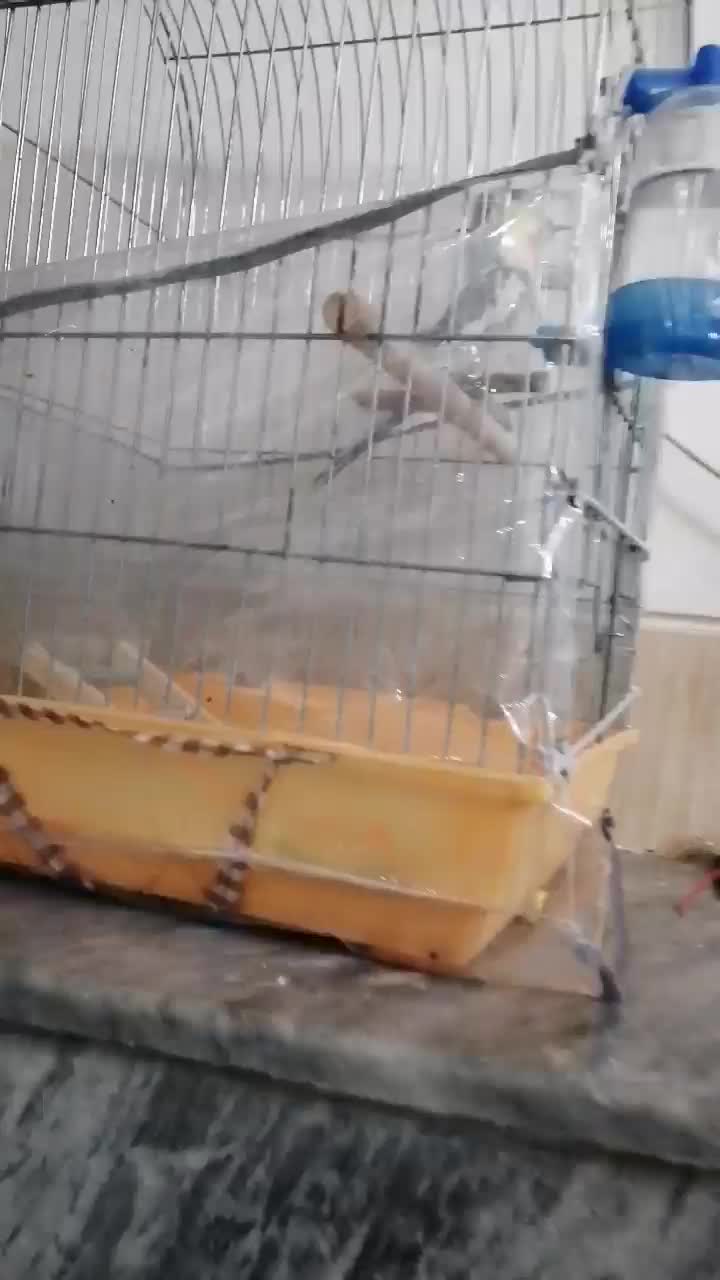 عروس هلندی نر|پرنده|شیراز, صنایع الکترونیک|دیوار