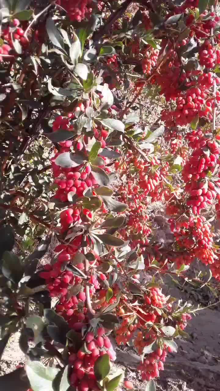 زرشک|خوردنی و آشامیدنی|سده (خراسان جنوبی), |دیوار