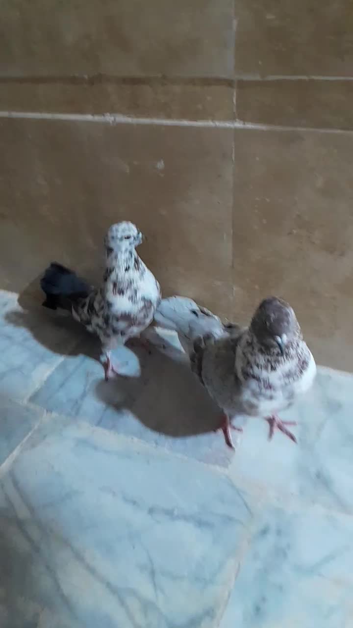 جفت نرماده نسل قدیم|پرنده|زابل, |دیوار