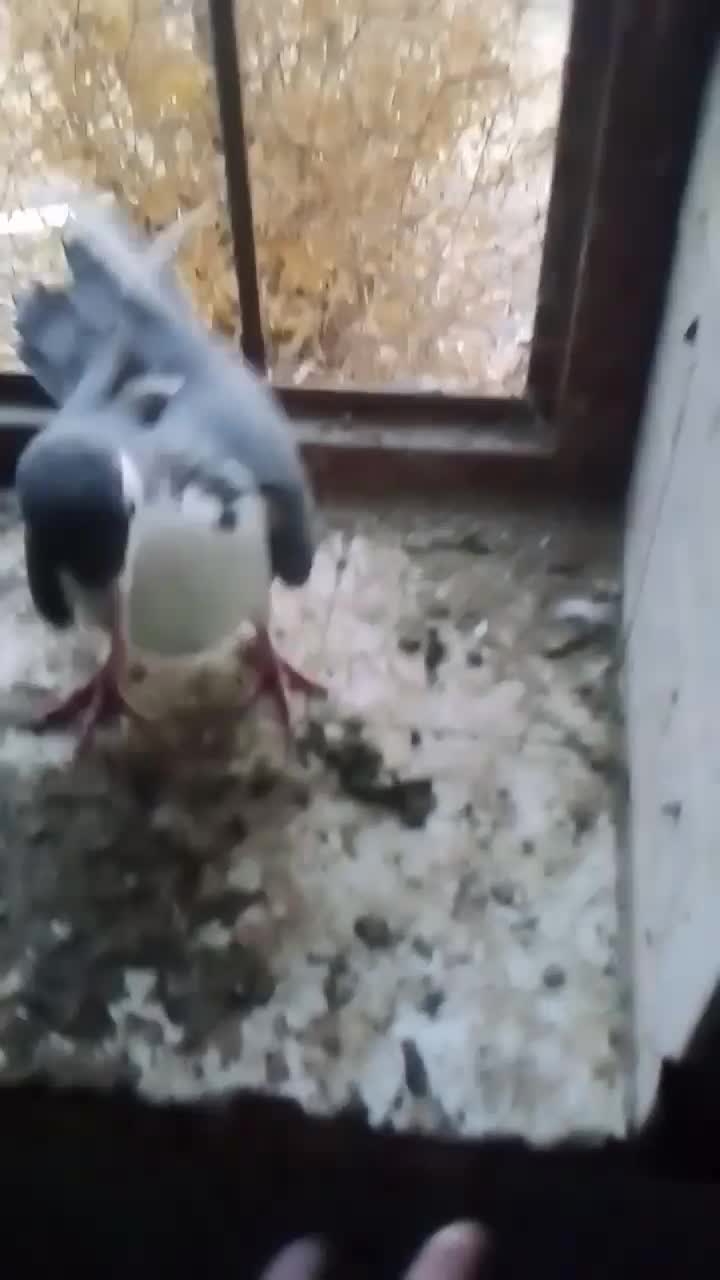 کبوتر|پرنده|تربتحیدریه, آغوی|دیوار