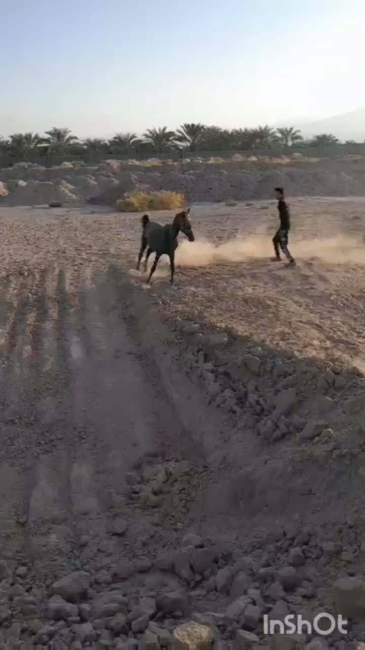 فروش اسب|اسب و تجهیزات اسب‌سواری|نرماشیر, |دیوار