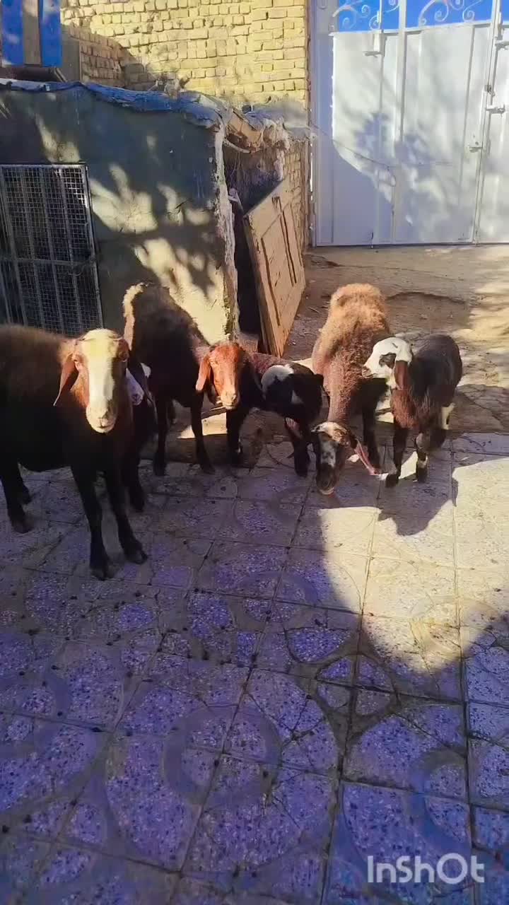 سه عدد میش و بره|حیوانات مزرعه|بروجرد, |دیوار