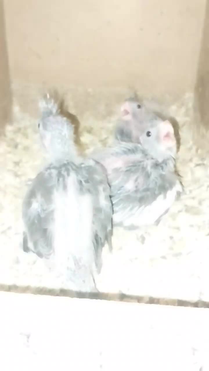 عروس هلندی جوجه سرلاکی|پرنده|آق قلا, |دیوار