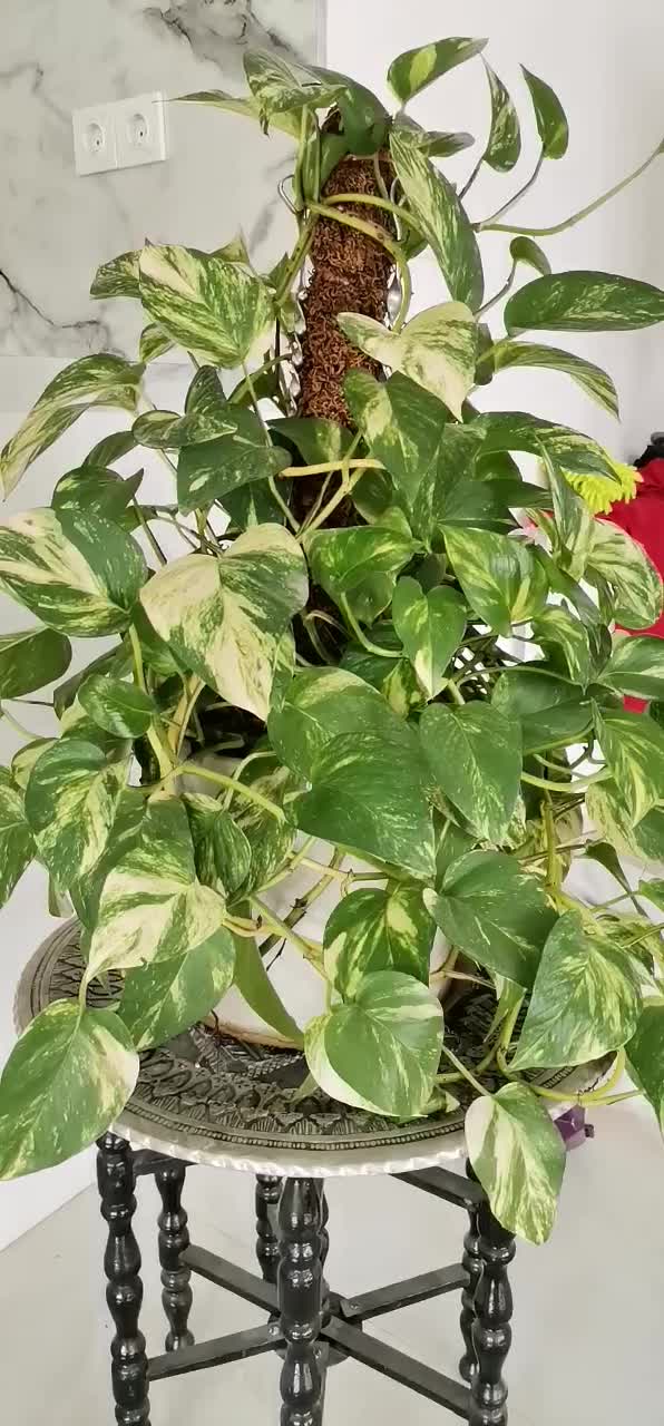 خدمات تخصصی نصب کابینت و کمد در محل|خدمات پیشه و مهارت|سنندج, |دیوار