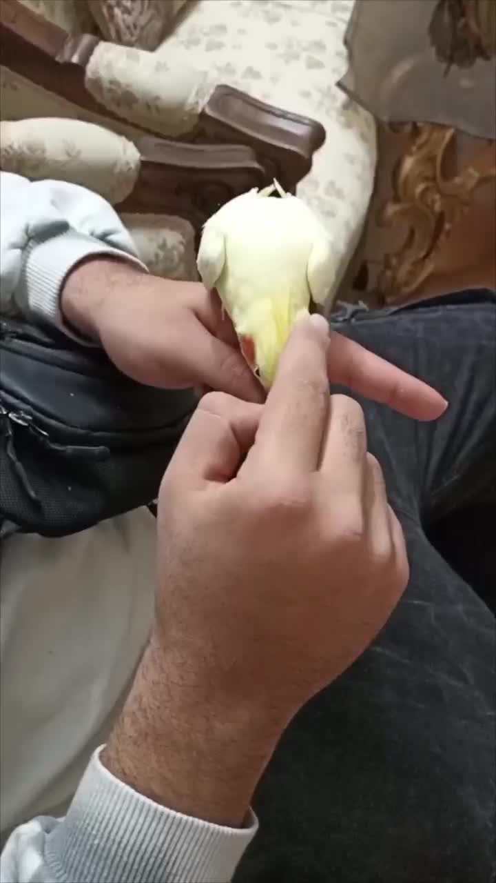 عروس هلندی لوتینو نر جوان|پرنده|تهران, مشیریه|دیوار