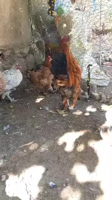 مرغ دیلگونی|پرنده|یاسوج, |دیوار