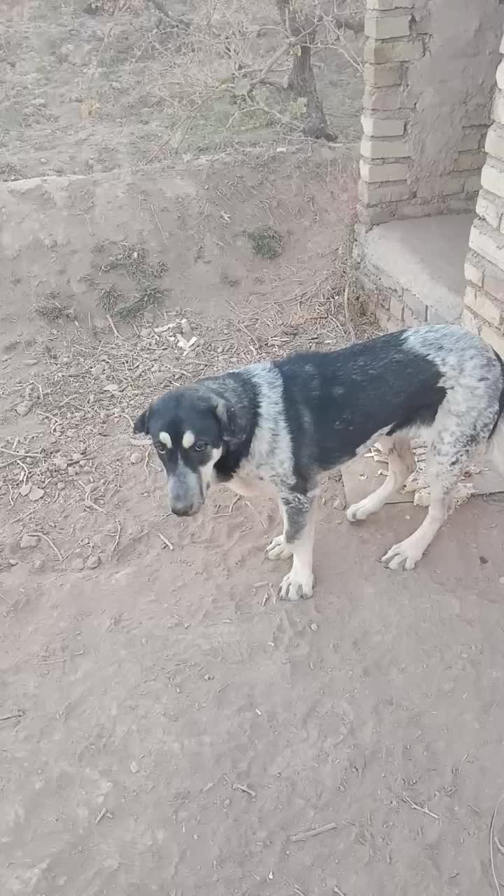 توله عراقی|سگ|شال, |دیوار