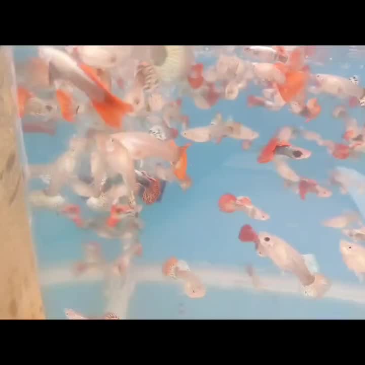 گوپی آنجل کالر زبرا لجن خوار فایتر|ماهی|قزوین, |دیوار