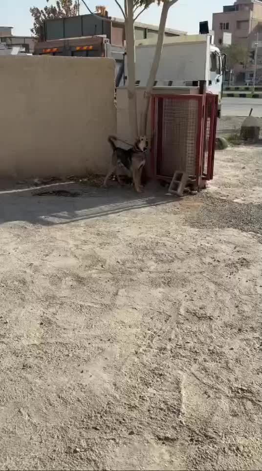 سگ پژدر|سگ|ارومیه, |دیوار