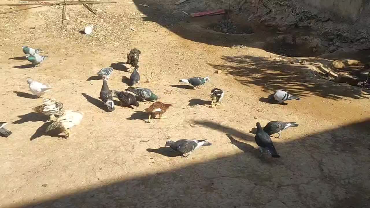 مسافتی پلاکی نامه بر شناسنامه دار کفتر کبوتر|پرنده|عطاملک, |دیوار