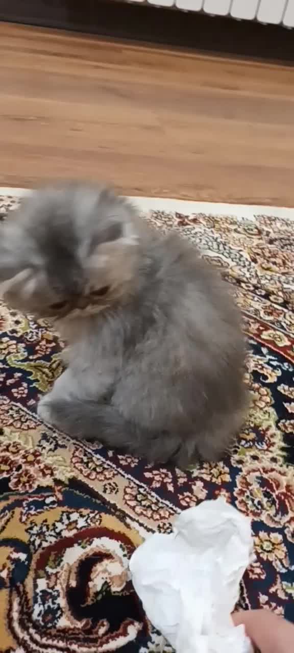 دختر زیبا|گربه|رشت, کوی حسینی|دیوار