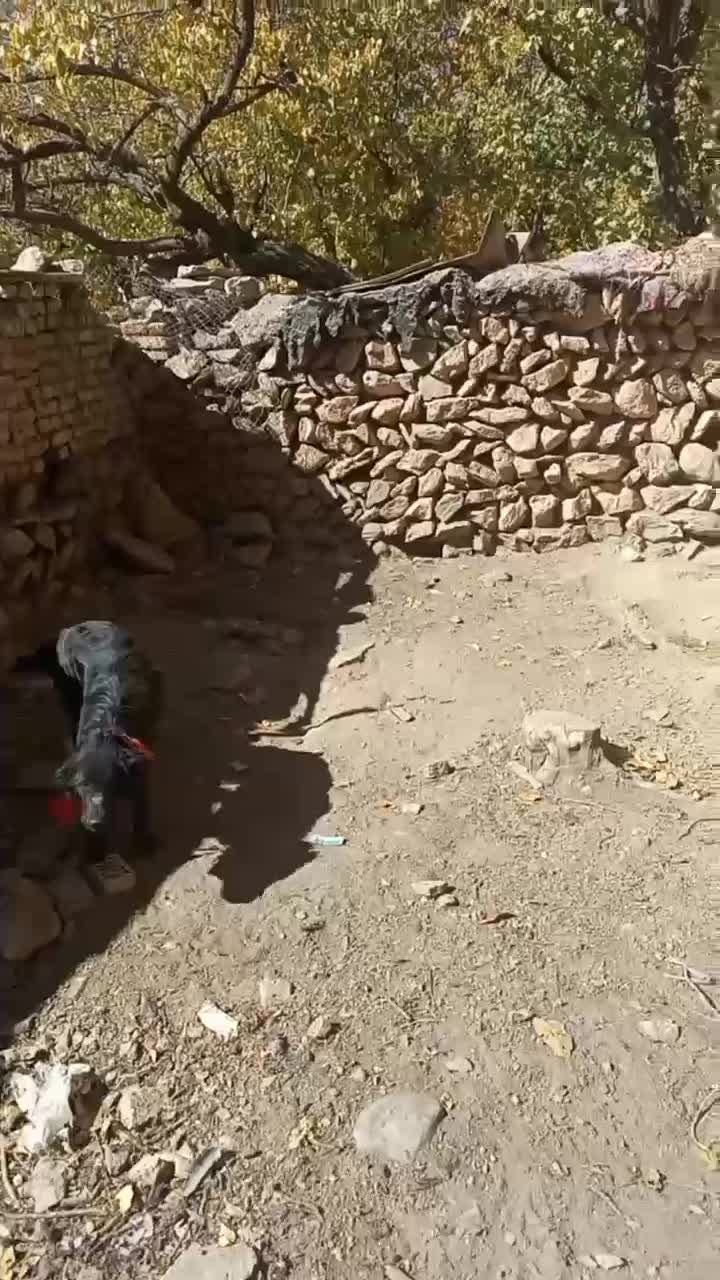 واگزاری توله قدرجونی|سگ|فریدونشهر, |دیوار